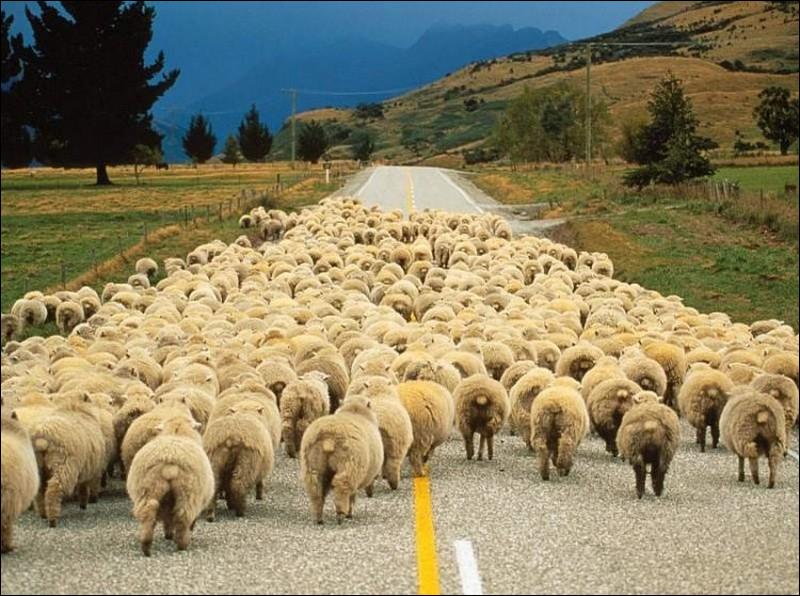 Bande de moutons